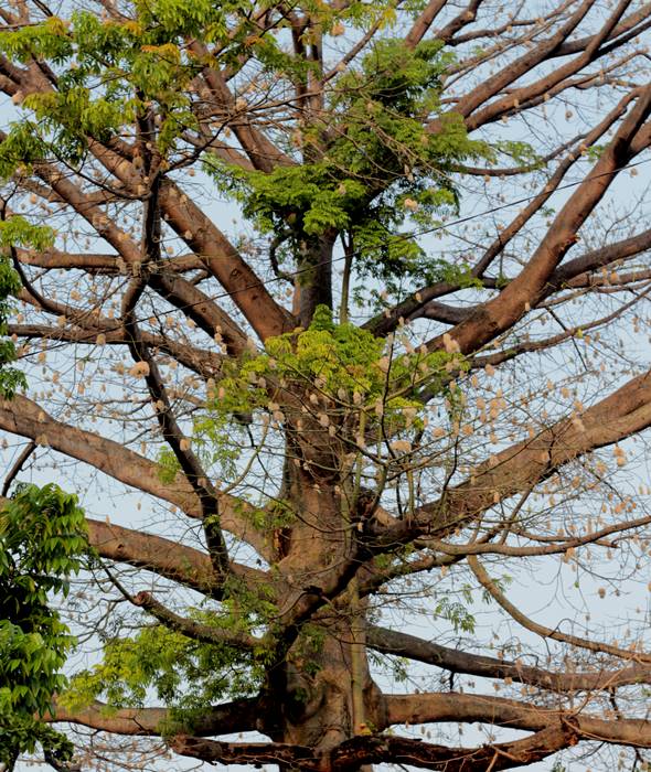 Detail Pohon Kapuk Randu Nomer 14