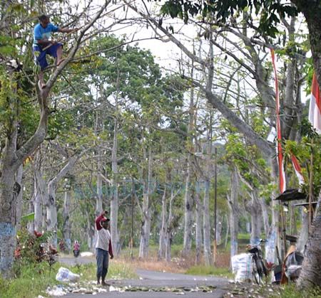 Detail Pohon Kapuk Randu Nomer 32