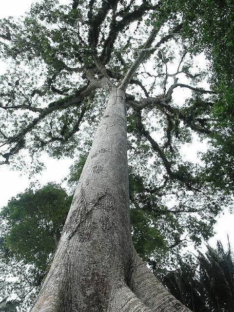 Detail Pohon Kapuk Randu Nomer 42