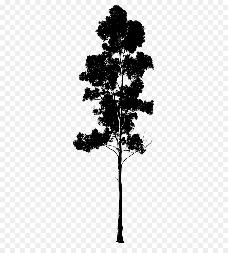 Pohon Karet Png - KibrisPDR