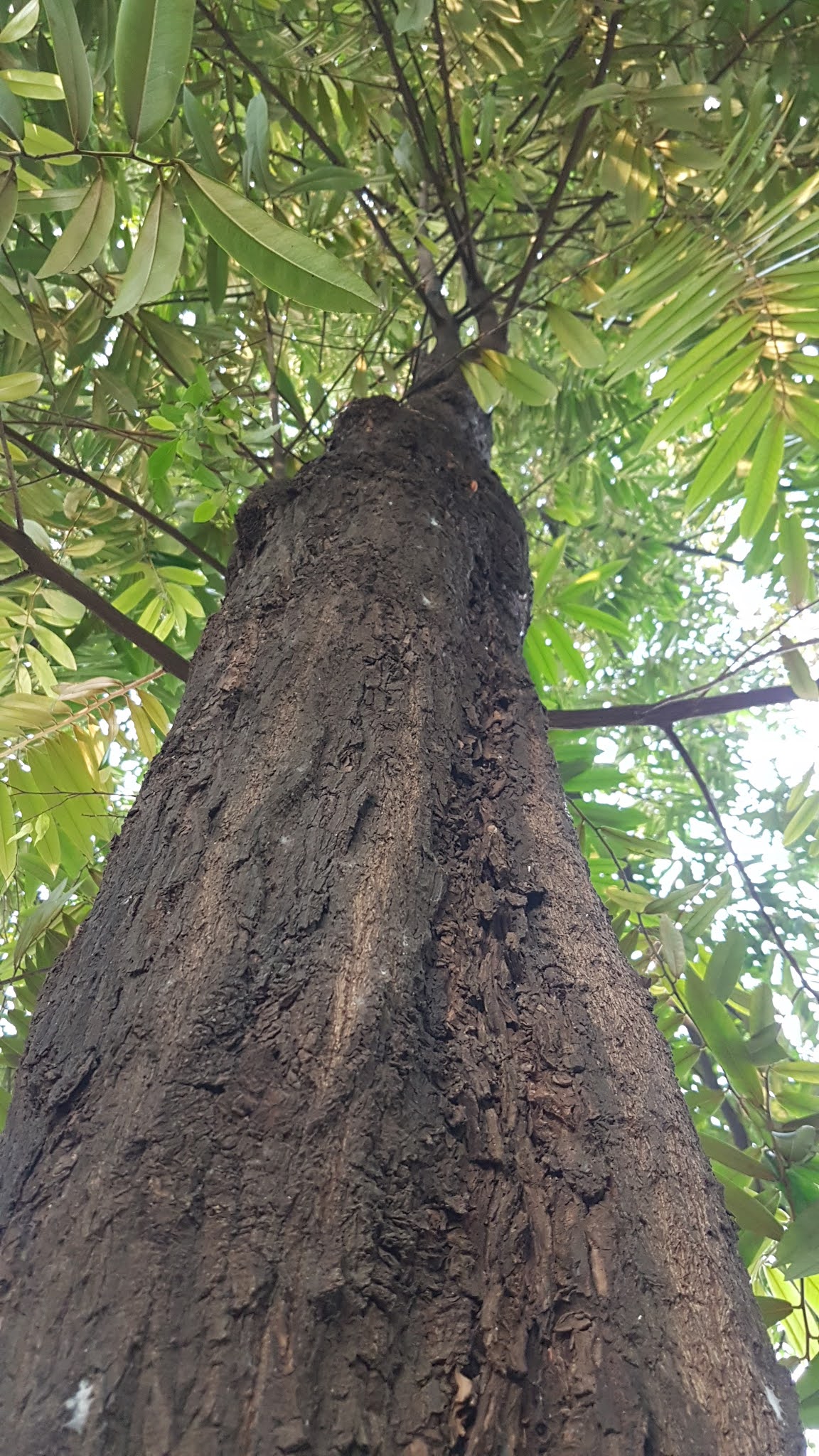 Detail Pohon Kayu Hitam Nomer 20