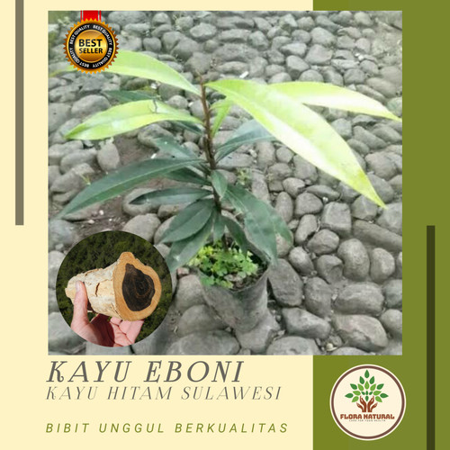 Detail Pohon Kayu Hitam Nomer 30