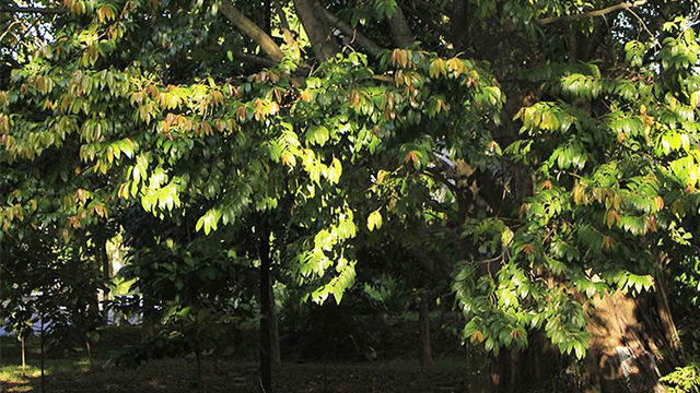 Detail Pohon Kayu Hitam Nomer 7