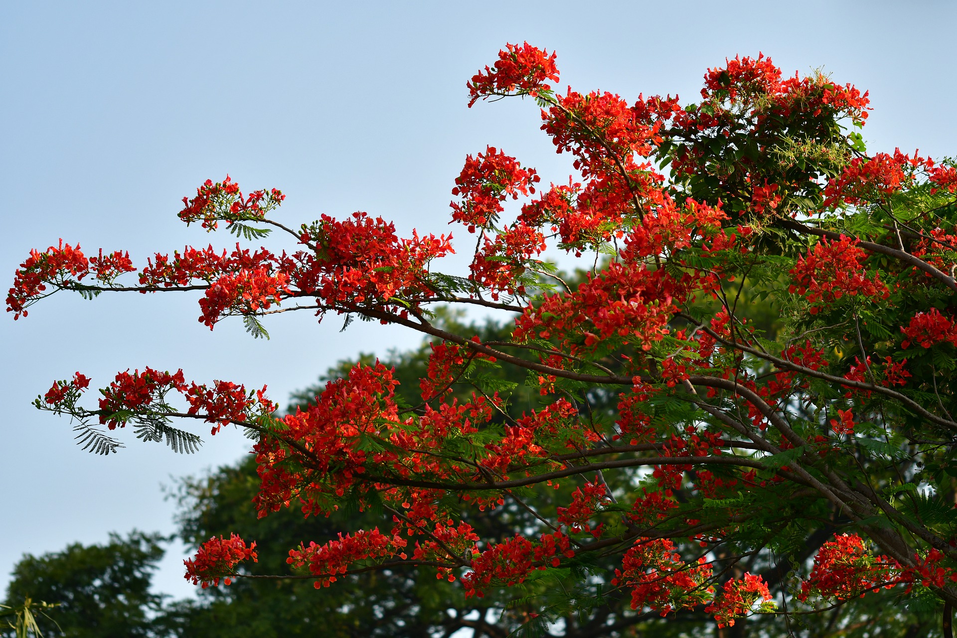 Detail Pohon Kayu Putih Bunga Merah Nomer 34