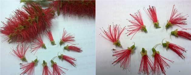 Detail Pohon Kayu Putih Bunga Merah Nomer 7