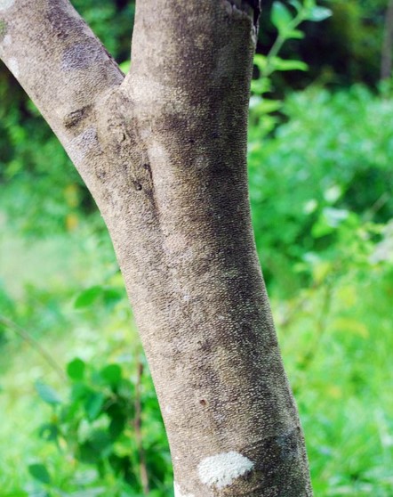 Detail Pohon Kayu Ular Nomer 6