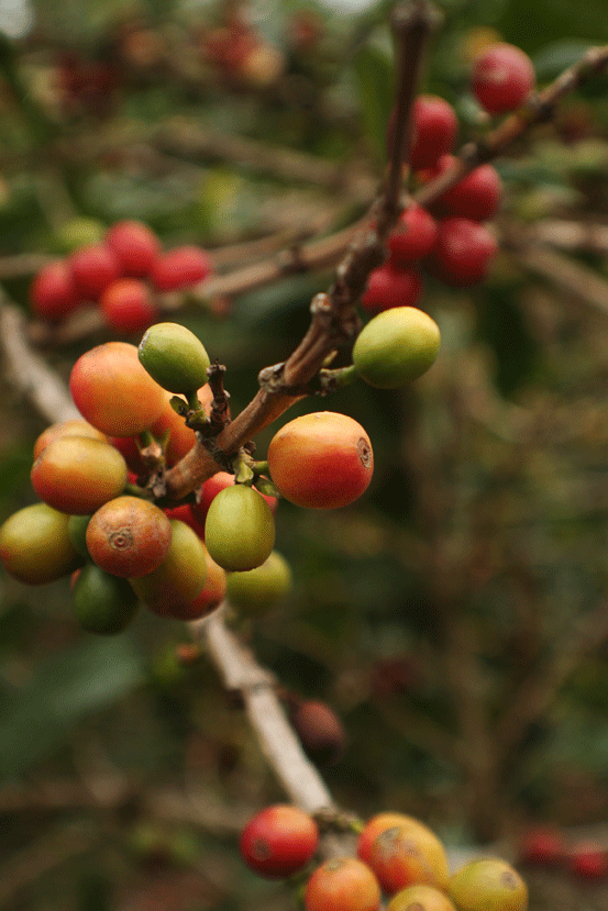 Detail Pohon Kopi Coklat Nomer 26