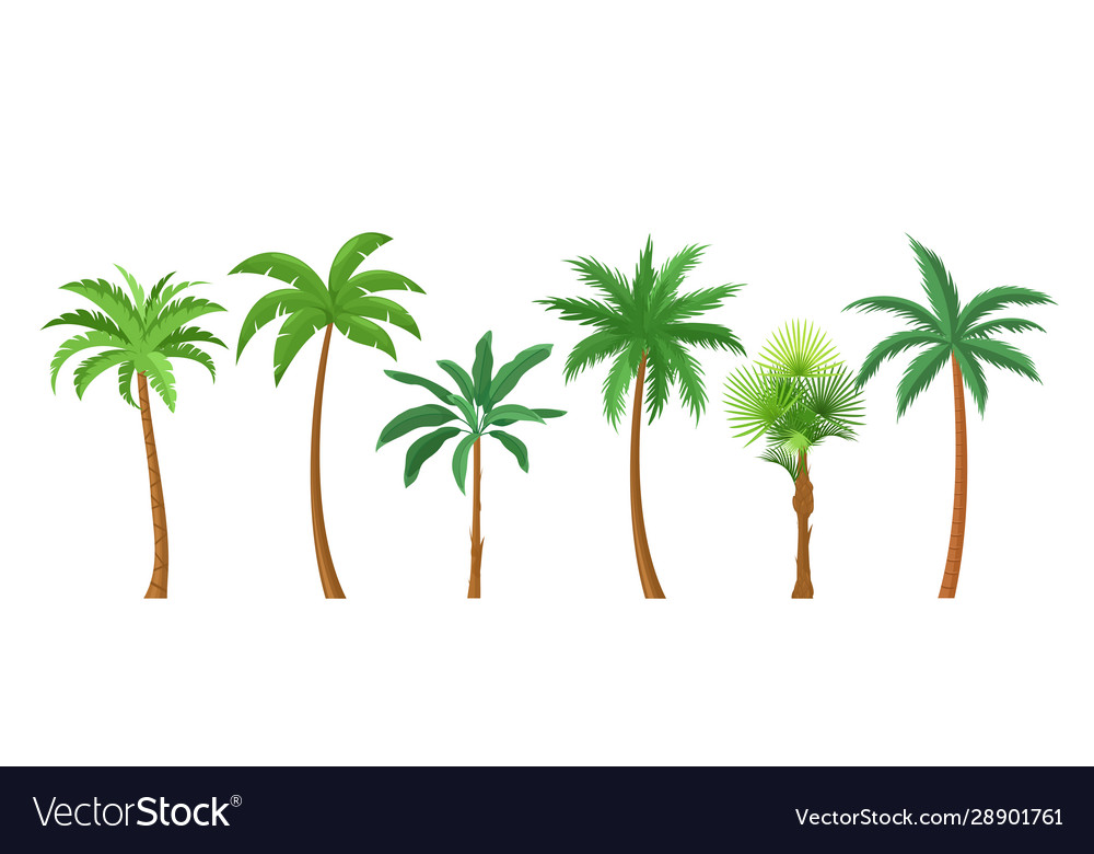 Detail Pohon Kurma Vector Nomer 16