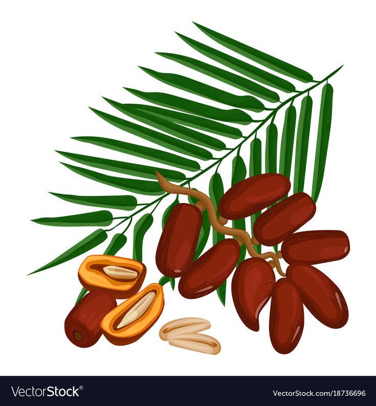 Detail Pohon Kurma Vector Nomer 44