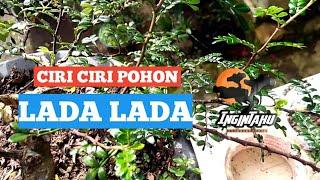 Detail Pohon Lada Lada Liar Nomer 17