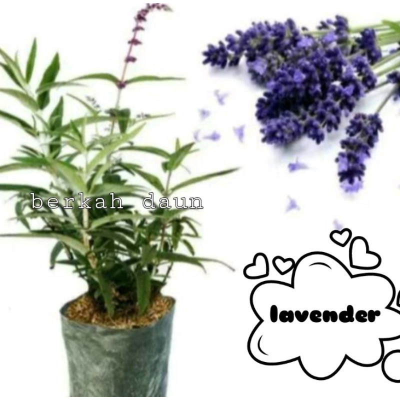 Detail Pohon Lavender Asli Nomer 28