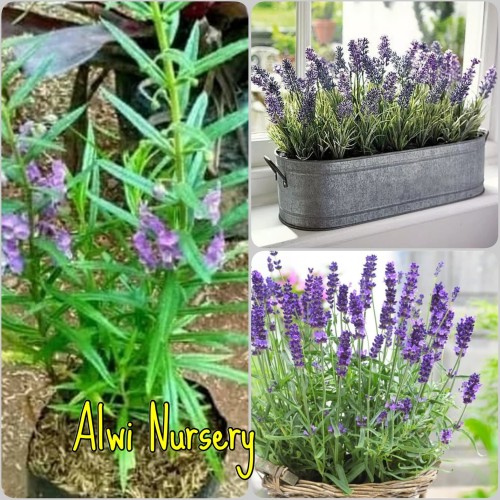 Detail Pohon Lavender Asli Nomer 44