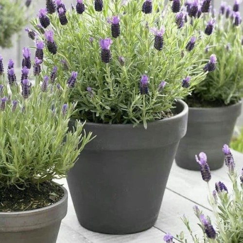 Detail Pohon Lavender Asli Nomer 47