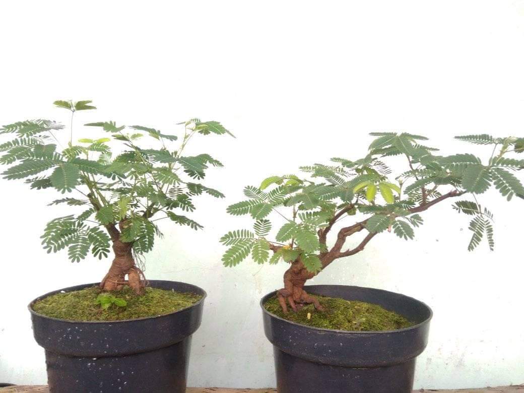 Detail Pohon Liar Yang Bisa Di Bonsai Nomer 16