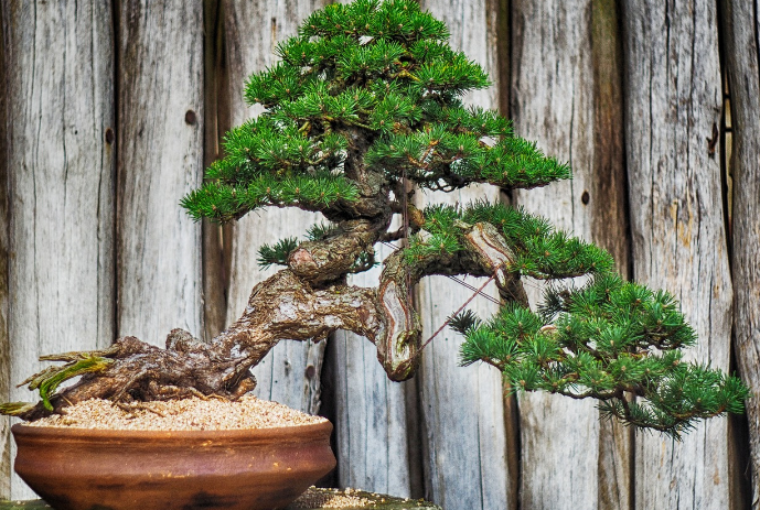 Detail Pohon Liar Yang Bisa Di Bonsai Nomer 22