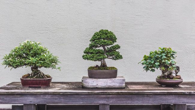 Detail Pohon Liar Yang Bisa Di Bonsai Nomer 26