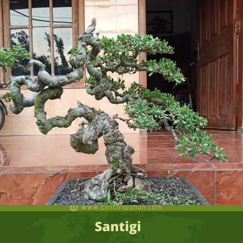 Detail Pohon Liar Yang Bisa Di Bonsai Nomer 27