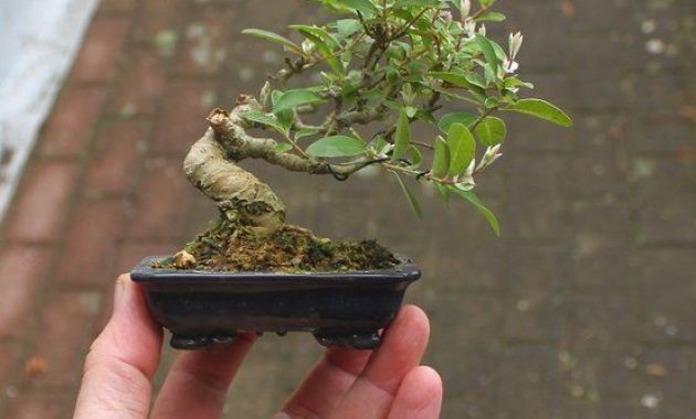 Detail Pohon Liar Yang Bisa Di Bonsai Nomer 4