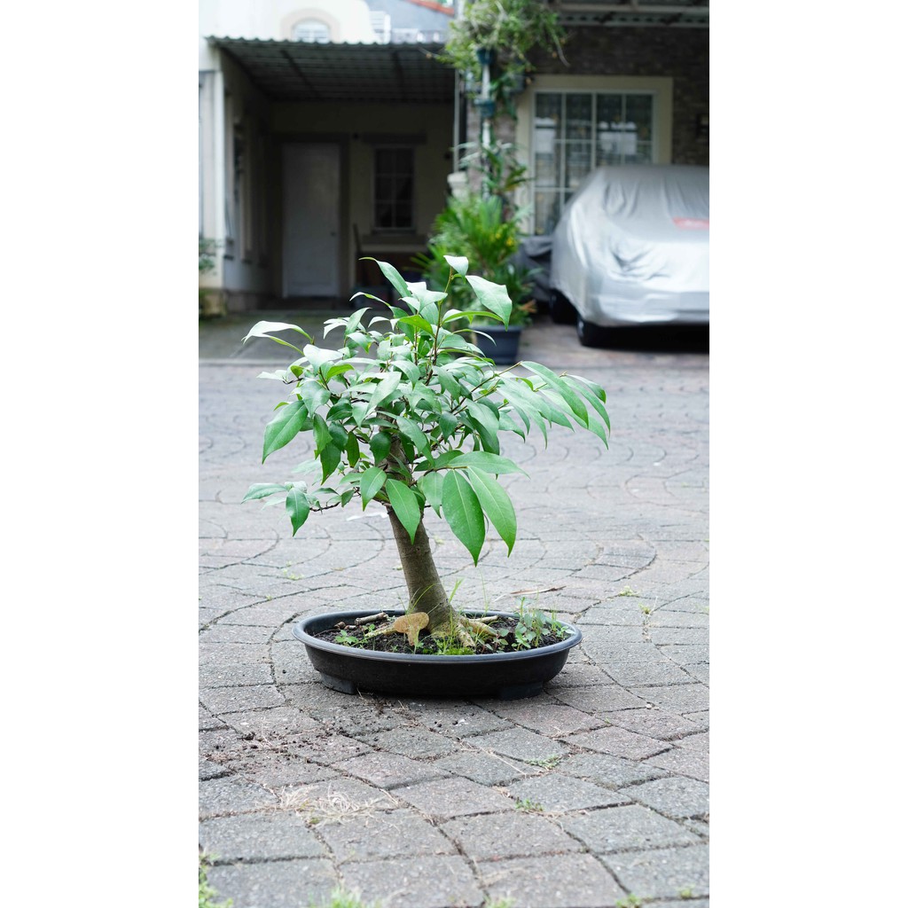 Detail Pohon Liar Yang Bisa Di Bonsai Nomer 33