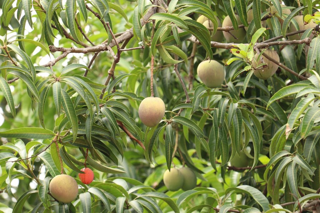 Pohon Mangga Hutan - KibrisPDR