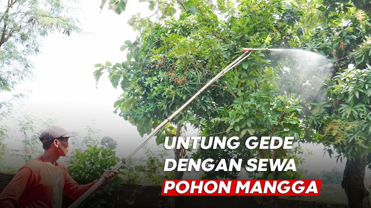 Detail Pohon Mangga Hutan Nomer 30