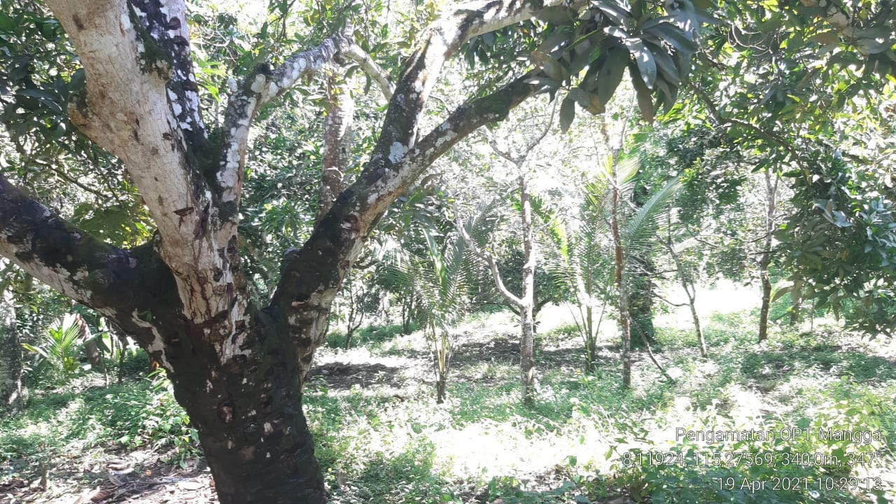 Detail Pohon Mangga Hutan Nomer 41