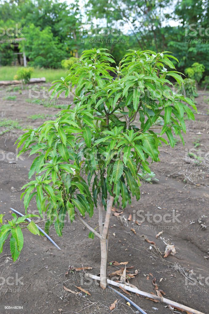 Pohon Mangga Kecil - KibrisPDR