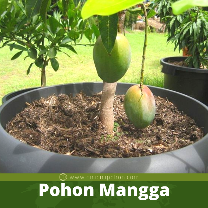 Detail Pohon Mangga Kecil Nomer 34