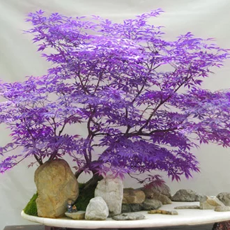 Detail Pohon Maple Biru Nomer 21