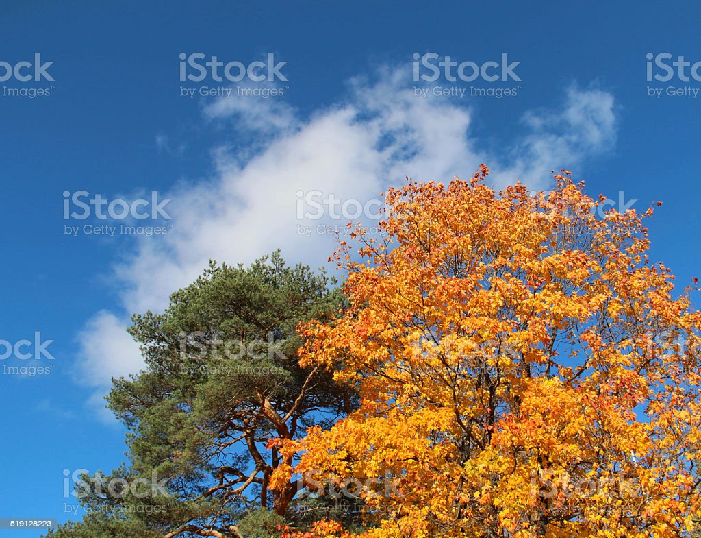 Detail Pohon Maple Biru Nomer 41