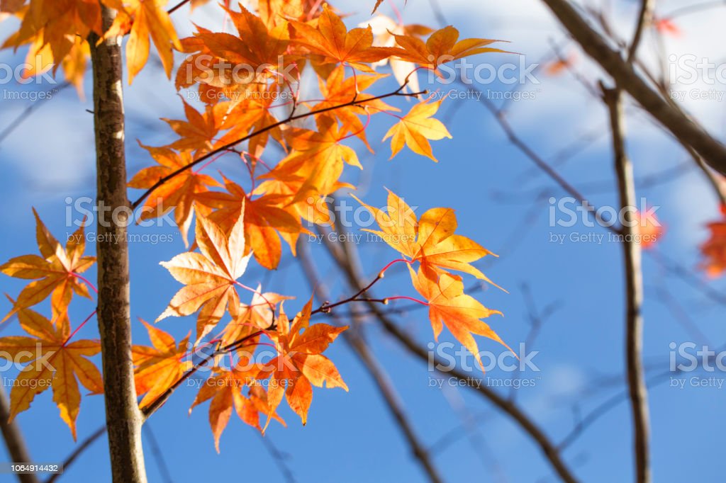Detail Pohon Maple Biru Nomer 48
