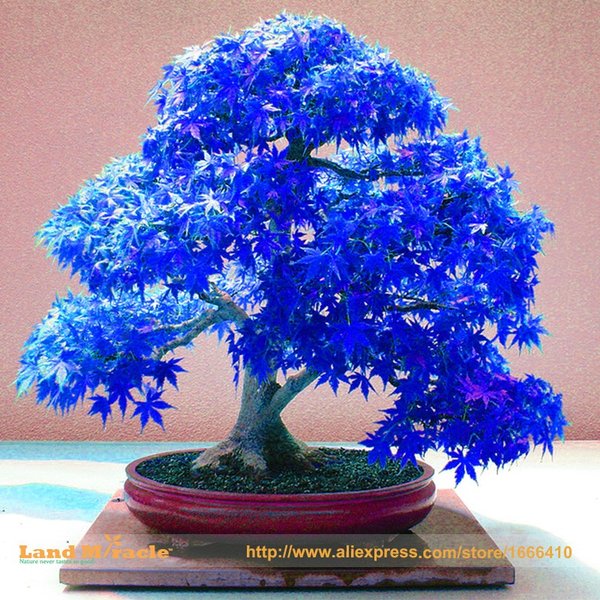 Detail Pohon Maple Biru Nomer 7