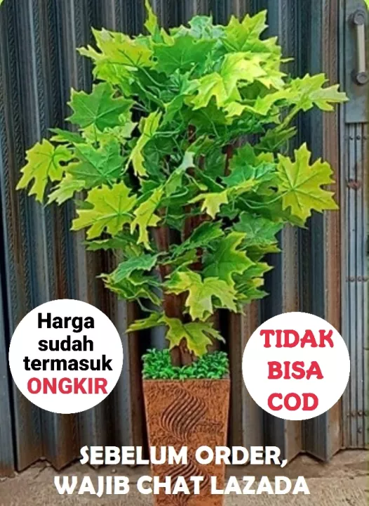 Detail Pohon Maple Hijau Nomer 42