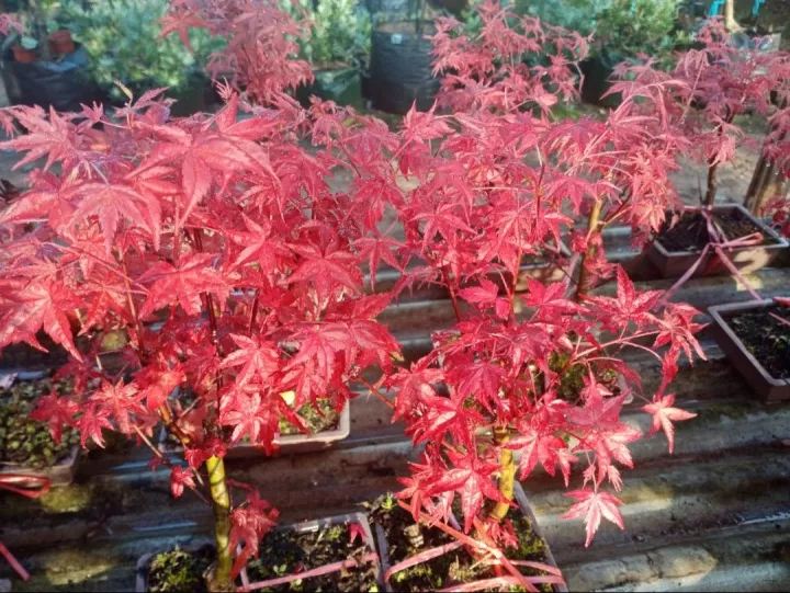 Detail Pohon Maple Indonesia Nomer 43