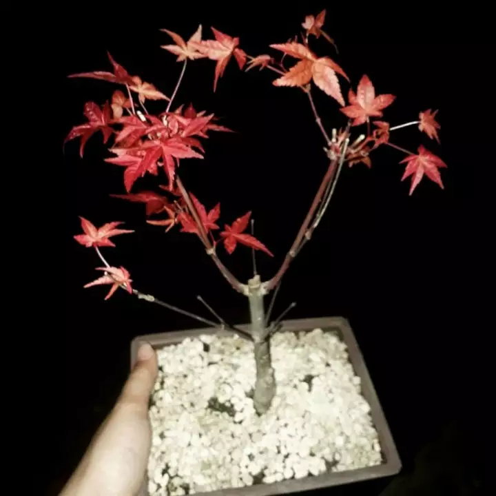 Detail Pohon Maple Indonesia Nomer 49