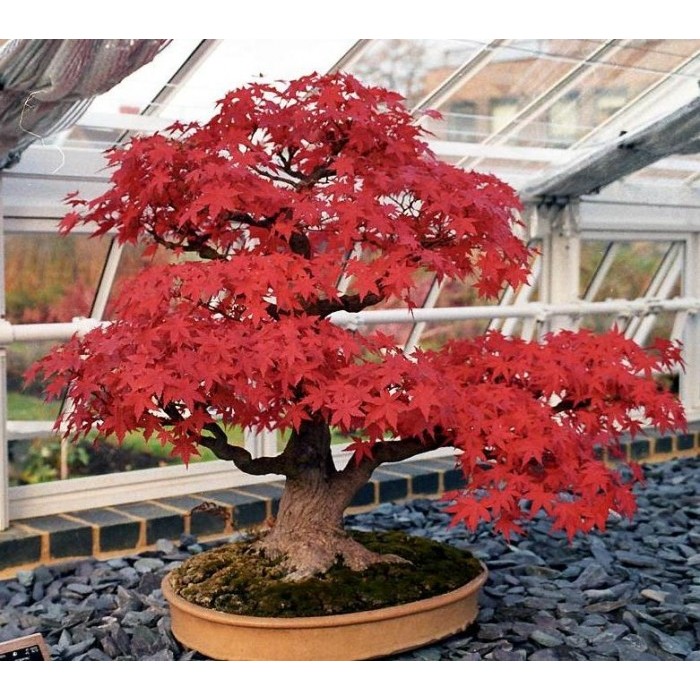 Pohon Maple Jepang - KibrisPDR