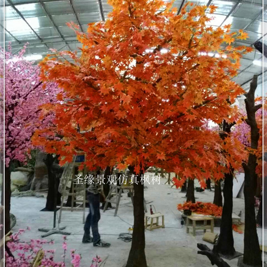 Detail Pohon Maple Jepang Nomer 11