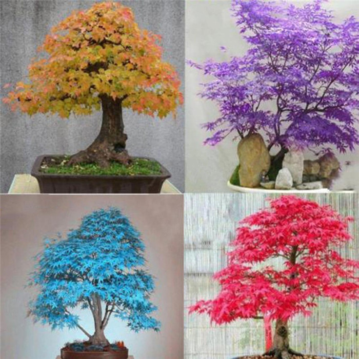 Detail Pohon Maple Jepang Nomer 15