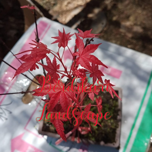 Detail Pohon Maple Jepang Nomer 17