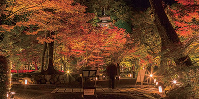 Detail Pohon Maple Jepang Nomer 18