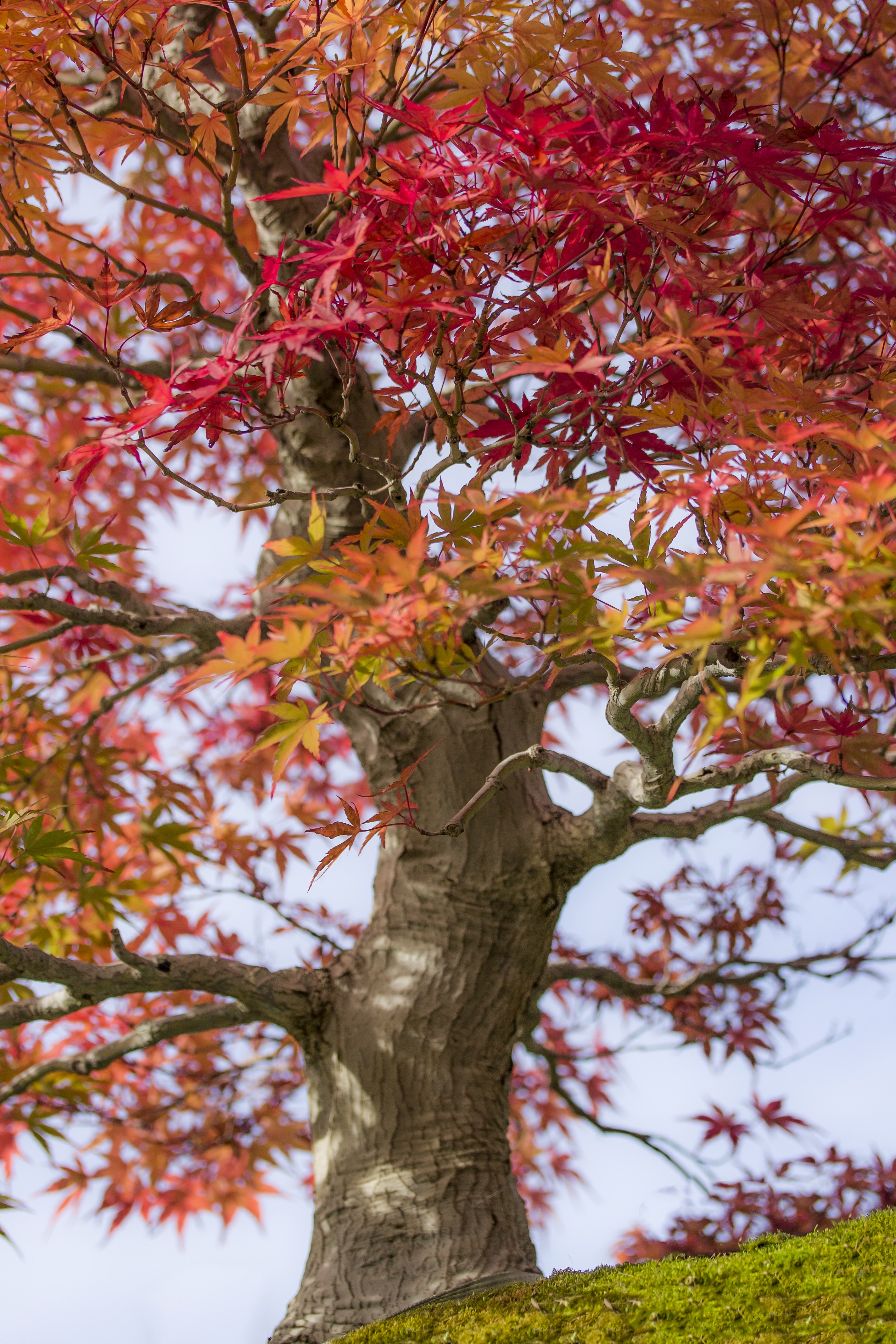 Detail Pohon Maple Jepang Nomer 21