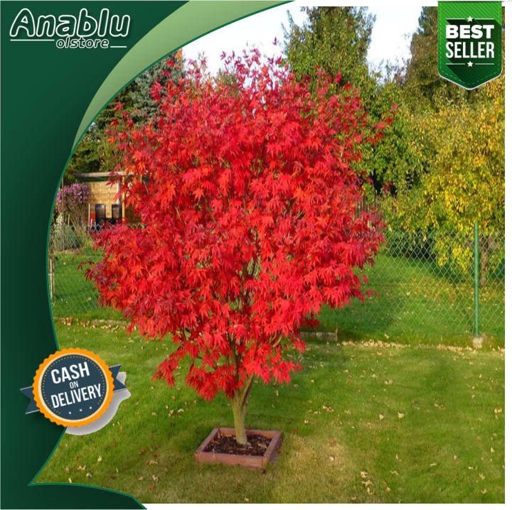 Detail Pohon Maple Jepang Nomer 22