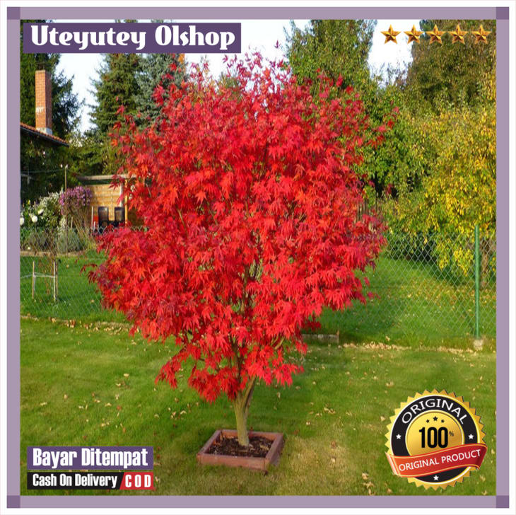 Detail Pohon Maple Jepang Nomer 23
