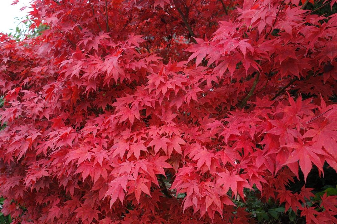 Detail Pohon Maple Jepang Nomer 3