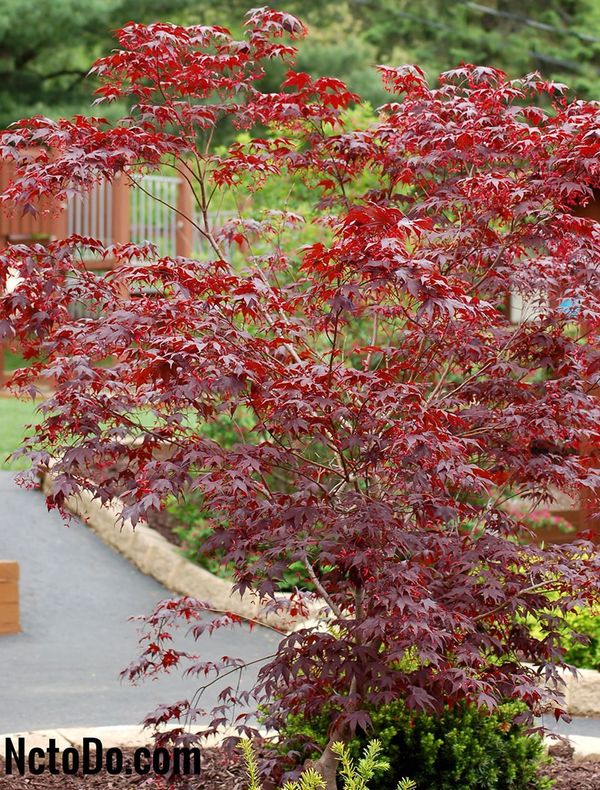 Detail Pohon Maple Jepang Nomer 24