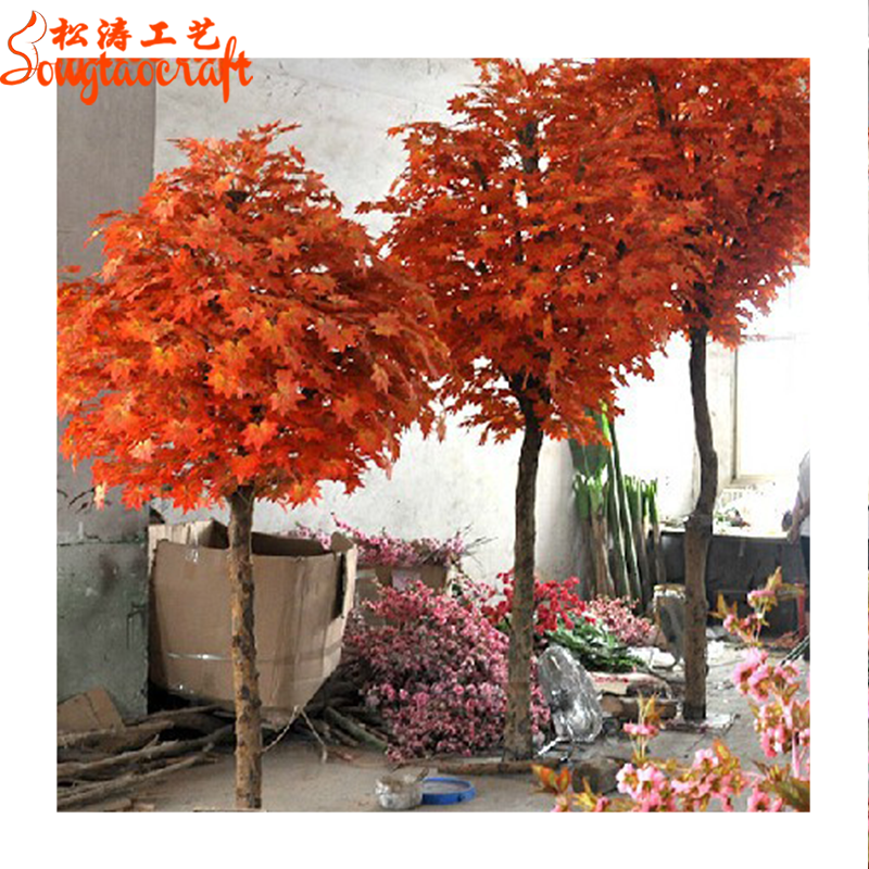 Detail Pohon Maple Jepang Nomer 25