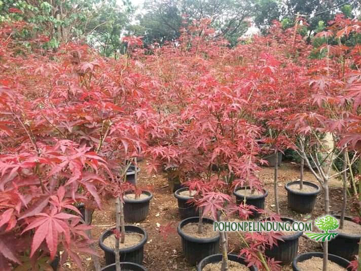Detail Pohon Maple Jepang Nomer 27