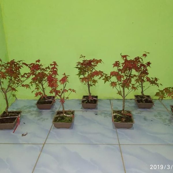 Detail Pohon Maple Jepang Nomer 28