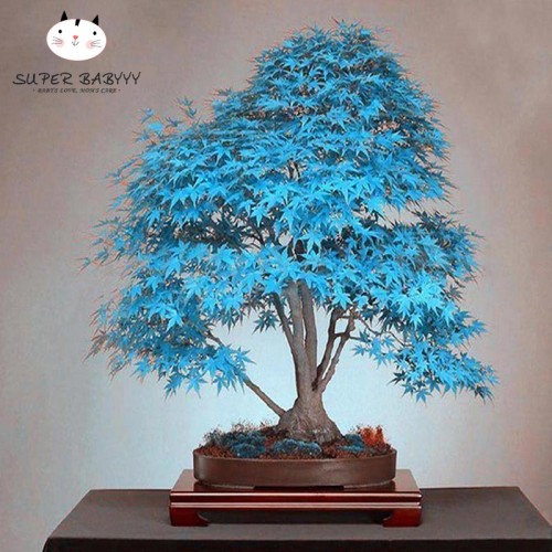 Detail Pohon Maple Jepang Nomer 30