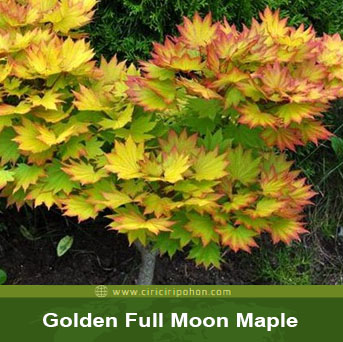 Detail Pohon Maple Jepang Nomer 31